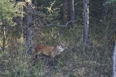 Cerf élaphe<br>Cervus elaphus<br>Région parisienne