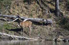 Cerf élaphe : Biche<br>Cervus elaphus<br>Région parisienne