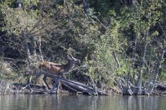 Cerf élaphe<br>Cervus elaphus<br>Région parisienne