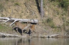 Cerf élaphe : Biche et faon<br>Cervus elaphus<br>Région parisienne