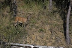 Cerf élaphe<br>Cervus elaphus<br>Région parisienne