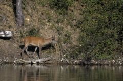 Cerf élaphe<br>Cervus elaphus<br>Région parisienne