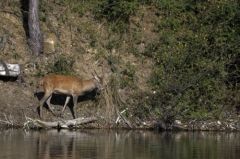 Cerf élaphe<br>Cervus elaphus<br>Région parisienne