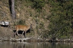 Cerf élaphe<br>Cervus elaphus<br>Région parisienne