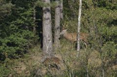 Cerf élaphe<br>Cervus elaphus<br>Région parisienne