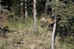 Cerf élaphe<br>Cervus elaphus<br>Région parisienne