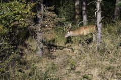 Cerf élaphe<br>Cervus elaphus<br>Région parisienne