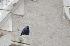 Choucas des tours<br>Coloeus monedula - Western Jackdaw<br>Vendée