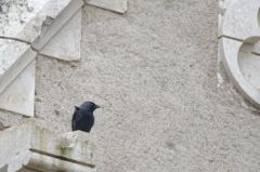 Choucas des tours<br>Coloeus monedula - Western Jackdaw<br>Vendée