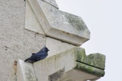 Choucas des tours<br>Coloeus monedula - Western Jackdaw<br>Vendée