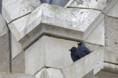 Choucas des tours<br>Coloeus monedula - Western Jackdaw<br>Vendée