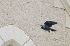 Choucas des tours<br>Coloeus monedula - Western Jackdaw<br>Vendée