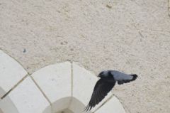 Choucas des tours<br>Coloeus monedula - Western Jackdaw<br>Vendée