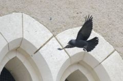 Choucas des tours<br>Coloeus monedula - Western Jackdaw<br>Vendée