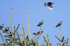 Étourneau sansonnet<br>Sturnus vulgaris - Common Starling<br>Vendée