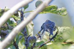 Étourneau sansonnet<br>Sturnus vulgaris - Common Starling<br>Vendée