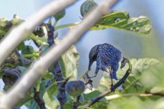 Étourneau sansonnet<br>Sturnus vulgaris - Common Starling<br>Vendée