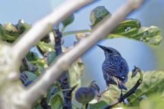 Étourneau sansonnet<br>Sturnus vulgaris - Common Starling<br>Vendée