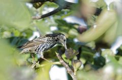 Étourneau sansonnet<br>Sturnus vulgaris - Common Starling<br>Vendée