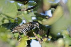 Étourneau sansonnet<br>Sturnus vulgaris - Common Starling<br>Vendée