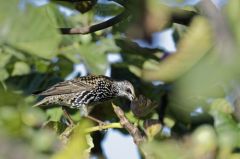 Étourneau sansonnet<br>Sturnus vulgaris - Common Starling<br>Vendée