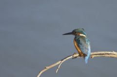 Martin-pêcheur d'Europe<br>Alcedo atthis - Common Kingfisher<br>Région parisienne