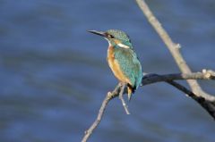 Martin-pêcheur d'Europe<br>Alcedo atthis - Common Kingfisher<br>Région parisienne