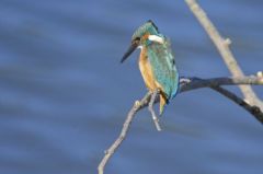 Martin-pêcheur d'Europe<br>Alcedo atthis - Common Kingfisher<br>Région parisienne