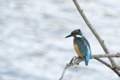 Martin-pêcheur d'Europe<br>Alcedo atthis - Common Kingfisher<br>Région parisienne