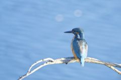 Martin-pêcheur d'Europe<br>Alcedo atthis - Common Kingfisher<br>Région parisienne