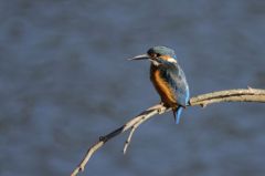 Martin-pêcheur d'Europe<br>Alcedo atthis - Common Kingfisher<br>Région parisienne