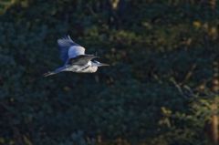 Héron cendré<br>Ardea cinerea - Grey Heron<br>Région parisienne