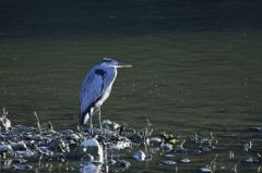 Héron cendré<br>Ardea cinerea - Grey Heron<br>Région parisienne