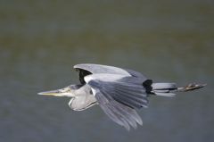 Héron cendré<br>Ardea cinerea - Grey Heron<br>Région parisienne