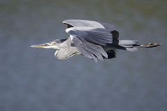 Héron cendré<br>Ardea cinerea - Grey Heron<br>Région parisienne