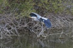 Héron cendré<br>Ardea cinerea - Grey Heron<br>Région parisienne