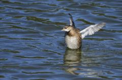 Grèbe castagneux<br>Tachybaptus ruficollis - Little Grebe<br>Région parisienne