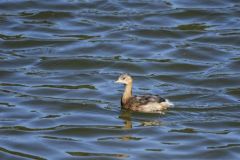 Grèbe castagneux<br>Tachybaptus ruficollis - Little Grebe<br>Région parisienne