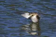 Grèbe castagneux<br>Tachybaptus ruficollis - Little Grebe<br>Région parisienne