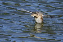 Grèbe castagneux<br>Tachybaptus ruficollis - Little Grebe<br>Région parisienne