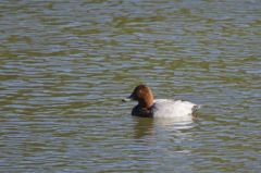 Fuligule milouin (♂)<br>Aythya ferina - Common Pochard<br>Région parisienne