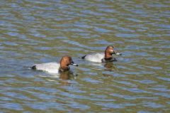 Fuligule milouin (♂)<br>Aythya ferina - Common Pochard<br>Région parisienne