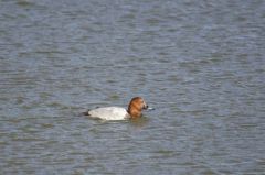 Fuligule milouin (♂)<br>Aythya ferina - Common Pochard<br>Région parisienne