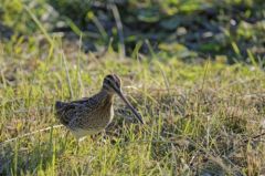 Bécassine des marais<br>Gallinago gallinago - Common Snipe<br>Région parisienne