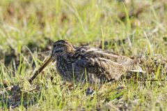 Bécassine des marais<br>Gallinago gallinago - Common Snipe<br>Région parisienne