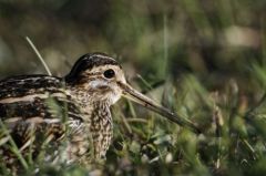 Bécassine des marais<br>Gallinago gallinago - Common Snipe<br>Région parisienne