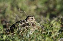 Bécassine des marais<br>Gallinago gallinago - Common Snipe<br>Région parisienne