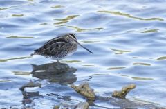 Bécassine des marais<br>Gallinago gallinago - Common Snipe<br>Région parisienne