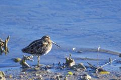 Bécassine des marais<br>Gallinago gallinago - Common Snipe<br>Région parisienne