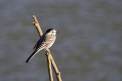 Bergeronnette grise<br>Motacilla alba - White Wagtail<br>Région parisienne